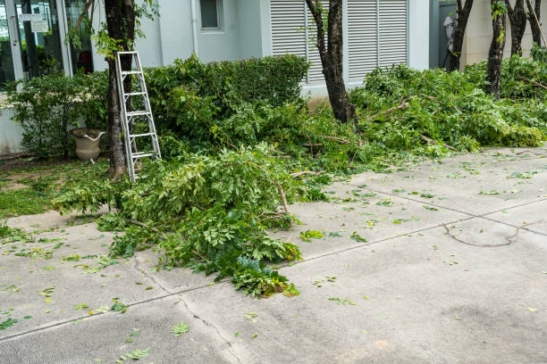 Residential Tree Removal